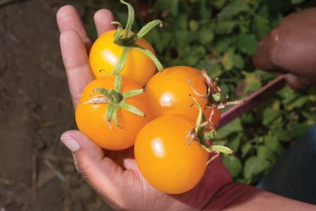 Historical Heirloom Tomatoes Image